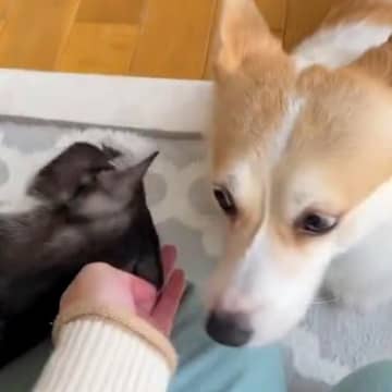 お母さんの『ナデナデ』を取り合う犬と猫→まさかの『強硬手段』に2万いいね集まる「微笑ましい争い」「取り合いされるの羨ましい」と悶絶