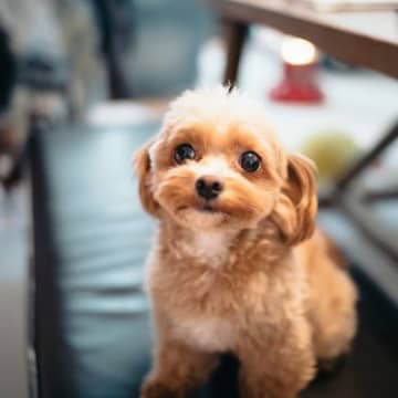 犬を『留守番させるとき』テレビはつけておくべき?電気はどうする?孤独を感じさせないポイントまで