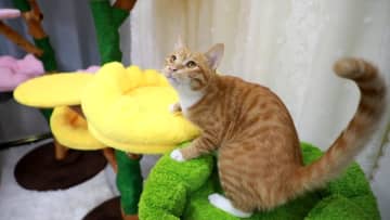 中国ペット市場が急拡大　若者けん引、衣類や玩具が人気