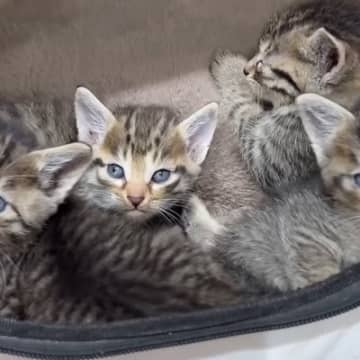 道端にいた『キジトラ子猫4兄妹』を保護した結果…1匹の先輩猫が見せた『優しい対応』が感動を呼び23万再生「母性に涙」「愛情深いねぇ」