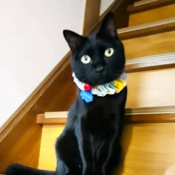 おばあちゃんの家に預けていた黒猫→迎えにいった結果…つい笑ってしまう『かわいすぎる行動』に「たまらない」「離したくなくなるねw」と反響