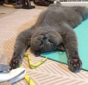 遊んだ後にバンザイのポーズでぐっすり!幸せそうに眠る猫の可愛らしい写真に約1.1万件の「いいね」が集まり話題に