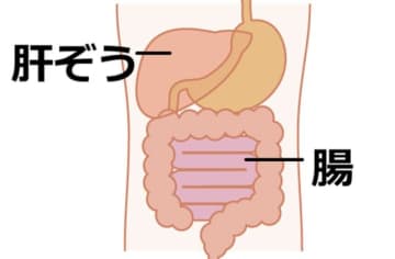 冬の眠りが浅いのは”おなかのSOS”?自律神経と睡眠を整える「腸活ルーティン」
