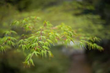 中国の環境系シンクタンクの実力が世界トップレベルに―中国メディア