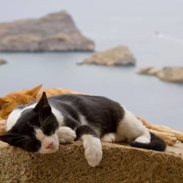 「新しい観光名所か、環境破壊か」 保護猫による「猫島」計画に賛否両論 インドネシア