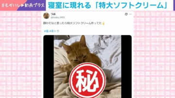 まるで職人!? “特大ソフトクリーム”をつくる猫の姿に「顔がたまらない」「このねじれが匠なのです！」と反響続々