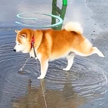雨上がりの散歩中、水たまりに入ろうとする犬→思ったよりも深くて…『感情がダダ漏れなリアクション』が16万再生「マジで情けなくて草」と爆笑