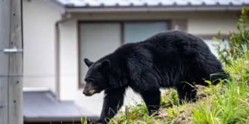 野生クマに襲われ死傷したら「法的責任」誰が負う? 冬眠シーズン到来も“生活圏”に出没…住民の不安おさまらず