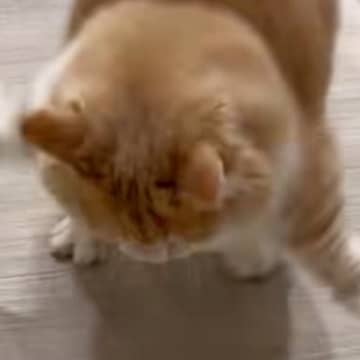 猫砂で遊んでいたネコ→突然びっくりして…アニメキャラのような『可愛すぎる驚き方』に「腹筋プルプルしたｗ」「よく撮れたねｗ」とSNSで反響