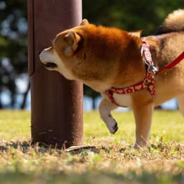 犬が散歩で寄り道しがちな『4つのスポット』　思うように進んでくれない理由やスムーズに歩かせる方法まで
