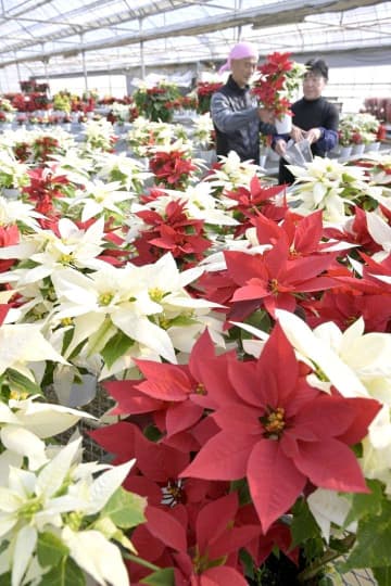 ポインセチア出荷最盛　茨城・鉾田