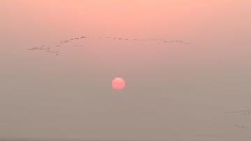 自然豊かな黄河河口、渡り鳥の中継地に　中国山東省