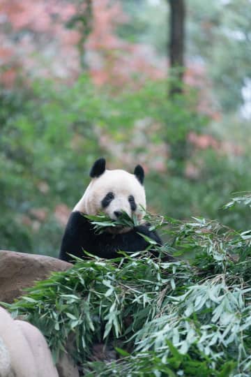 パンダのシャンシャン、竹の葉をむしゃむしゃ　中国四川省