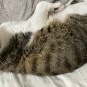 鳴いて何かを訴えてくるネコ→『おしり』を触ると…『まさかのやり取り』が23万再生「手を離したときの顔がたまらん」「本当に触るだけで草」