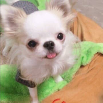 犬が「クーン」と鳴くのはなぜ？気になる理由と対処法を解説