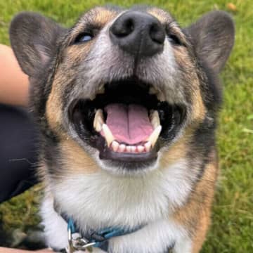 誰でもなでなで&ハンドシグナルつきしつけとは？愛犬の将来に備えておきたしつけ方法