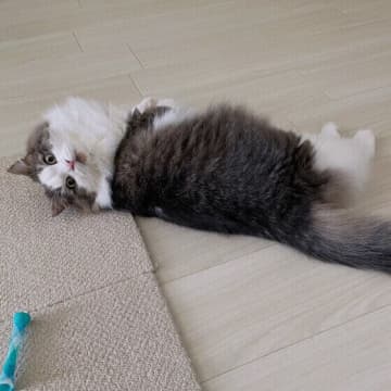 猫が突然「こてん」と倒れるのはなぜ？　その心理を獣医師が解説