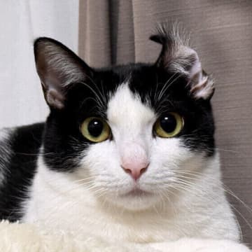 湿りすぎも乾きすぎも要注意！　猫の鼻の状態から読み取れる健康サイン｜獣医師解説