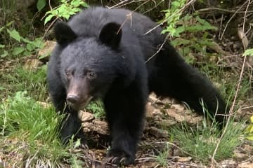 襲撃後に2メートルの柵を設置へ…血だらけでクマを返り討ちにした57歳ラーメン店員の“その後”