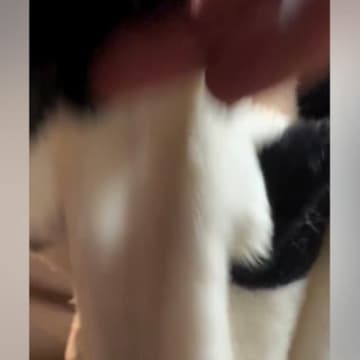 犬に毛布をかけて『いないいないばあ』をした結果…想像以上だった『愛おしい表情』に反響「ばあ！の顔最高すぎる」「こどもで可愛い」