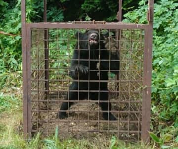 熊と目が合った瞬間「危ない、こいつは来る」…ガバメントハンターは危険と隣り合わせ、さらにデスクワークとの二重負担　でも「生きがいを仕事にできている」