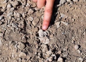 猿人の足骨をめぐるなぞ解明か　人類の系譜を塗り替える可能性も