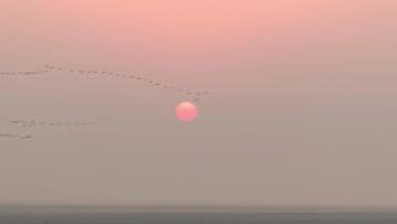 自然豊かな黄河河口、渡り鳥の中継地に　中国山東省