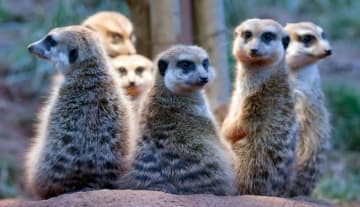 一夫一婦制が人類に占める割合は？　他の動物との比較も発表　新研究