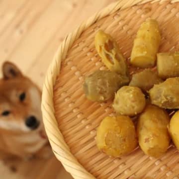 犬の『温活』に欠かせない冬の食材5つ　健康を維持するために知っておくべきこととは？