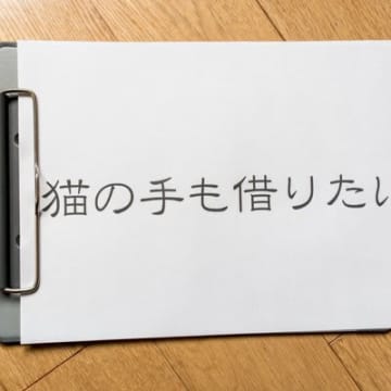 猫に関係する『ことわざ・慣用句』3選　世界中に存在する教訓もご紹介