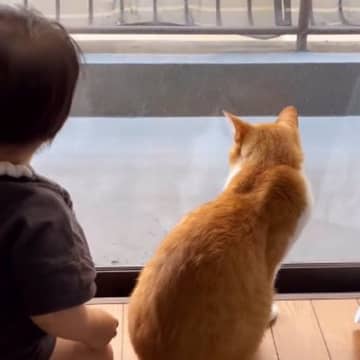 窓際でひなたぼっこをしていた赤ちゃんと猫…とんでもなく尊い『やり取りの様子』に「ニマニマしちゃった」「大好きなのが伝わる」とSNSで反響