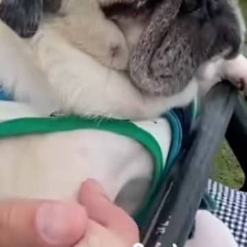 リフトに乗る犬→高いところが怖くて…まるで世界の終わりのような『絶望顔』が75万再生「人間みたいｗ」「生きた心地してなさそうで草」