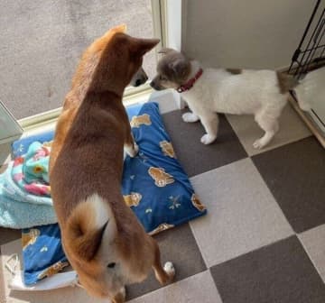 保護子犬と先住犬がスムーズな初対面　半年後の成長ぶりに「こんなに大きくなるんだ」としみじみ