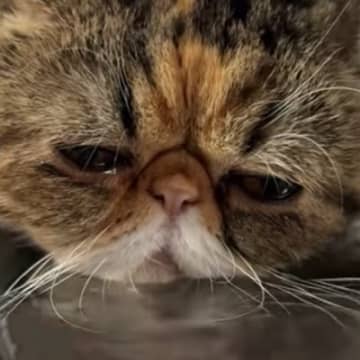 水を飲んでいた猫ちゃん→『口元』をよーく見ると…つい笑っちゃう光景が14万再生「もどかしいw」「何をしてるんだろうw」とSNSで反響