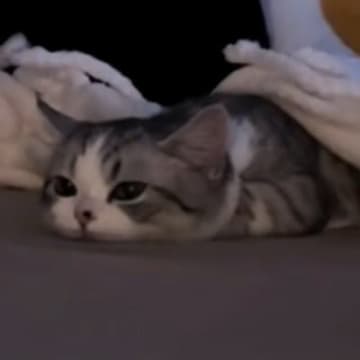 『ぺちゃんこになっていた子猫』が起き上がると…思わず声が出る『たまらない瞬間』が188万再生「可愛すぎてよくわからん」「涙が出てきた」