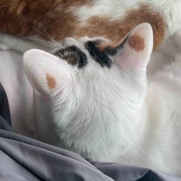 「うちのコは両耳に醤油こぼされてる」子猫のときから耳に存在する模様に4.8万「いいね」集まる