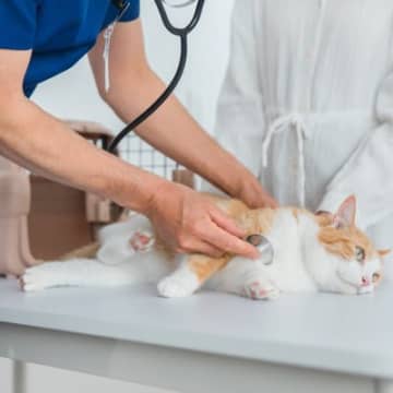 猫の『エイズキャリア』知っておくべきこと3つ　飼育上の注意点や飼い主としての心得も