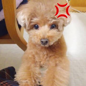 忘年会があったため、深夜に帰宅→普段は温厚な犬が…まさかの『ブチギレてしまう光景』が45万再生「可愛くて悶絶した」「会話成立しすぎｗ」