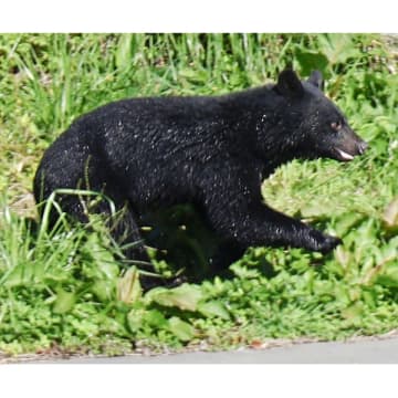 12月でも被害・出没続々…クマが冬眠できない事情と、する必要がなくなった理由