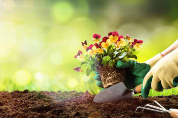 初心者におすすめ！寒さの中で咲き続けるパンジー＆ビオラ  春には大株に【ガーデニング】