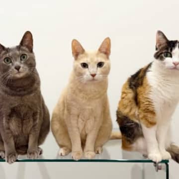 『2025年→2015年』猫たちの現在と10年前の様子を比べた結果…尊すぎる『変化』が44万再生「ゆらゆらｗ」「立派になったね」