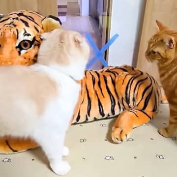 『大きなトラのぬいぐるみ』を出したら、猫と犬が…『想像以上の大歓迎』に反響「みんな怖いもの知らずで優しい」「親近感がわいたのかな」