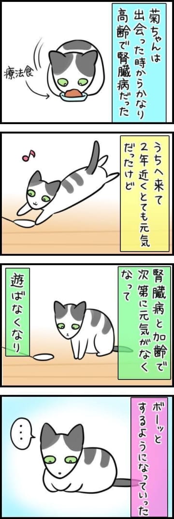 「頭ではわかっていたけれど」保護猫の老いを見つめた2年間の記録【連載】もふもふスコたん#362