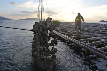 カキ養殖業者の経営支援へ 無利子融資や損害補填