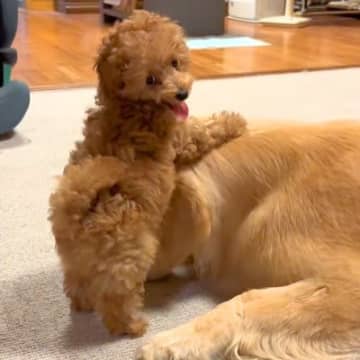 生後60日の赤ちゃん犬と7歳の大型犬→一緒に成長した結果…尊すぎる『90日後の光景』が110万再生「可愛すぎる」「ずっと見ていたい」