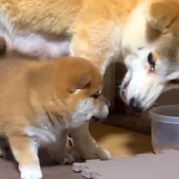母犬にちょっかいをかけた赤ちゃん犬→叱られてしまった瞬間に…生まれて初めて『反省』をする様子が18万再生「しょぼーん」「慰めてあげたい」