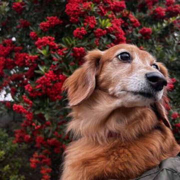 犬が老いると増えることは？ 犬の老いの変化やサインにどう向き合うか獣医師が解説