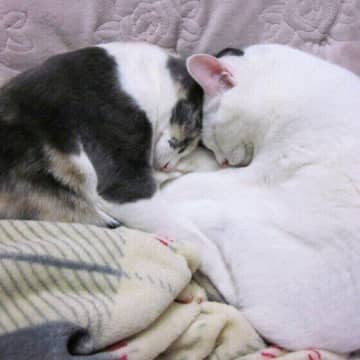 飼い主さんに頭ゴッチン！　猫がよくする5つのしぐさ、本当の気持ちは？