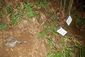 【独自】危険な違法わな、市原の山林に複数　標識なく重大事故の危険　挟まれたハンターも