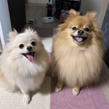 犬が嬉しい・喜んでいるときの4つのサイン　犬の気持ちを探るポイントとは